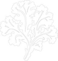 kale  outline silhouette vector