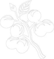 apricot  outline silhouette vector