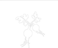 radish  outline silhouette vector