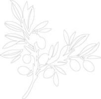 olive  outline silhouette vector