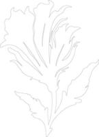 radicchio  outline silhouette vector