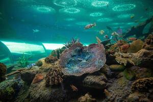 Aquatic tunnel in the Underwater World in Pattaya, Thailand photo