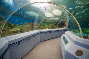 Pattaya, Thailand - December 26, 2023. Aquatic tunnel in the Underwater World in Pattaya, Thailand photo