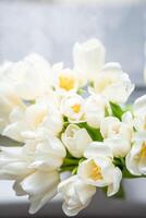 White tulips on white blurred background, congratulations. photo