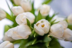 White tulips on white blurred background, congratulations. photo