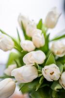 White tulips on white blurred background, congratulations. photo