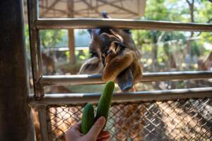 The girl's hand was giving food to the giraffe in the zoo. . High quality photo
