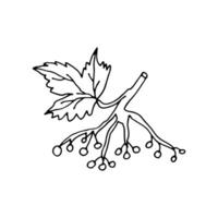 Branch with berries and foliage. Grows in the forest. Doodle. Vector illustration. Hand drawn. Outline.