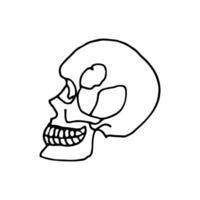 Human skull. Bone frame of the head. Doodle. Vector illustration. Hand drawn. Outline.