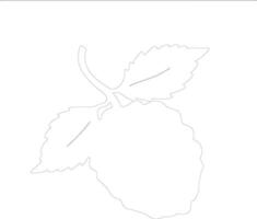 raspberry  outline silhouette vector