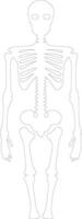 esqueleto contorno silueta vector