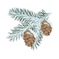 rama de cedro con una ilustración de stock de vector de cono. coníferas planta perenne cedro canadiense y libanés. brotes con agujas verdes de una planta resinosa. Aislado en un fondo blanco.