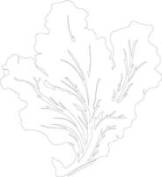 Chinese cabbage  outline silhouette vector