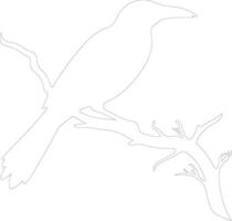 oropendola  outline silhouette vector