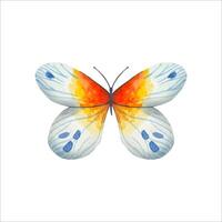 Hand drawn abstract butterfly in blue,red tones vector