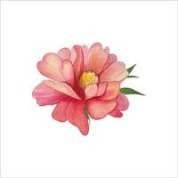 Hand drawn peony bud, watercolor vector