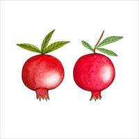 Hand drawn ripe pomegranates, watercolor illustration vector