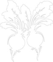 beets  outline silhouette vector