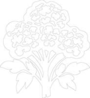 cauliflower  outline silhouette vector