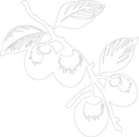 loquat  outline silhouette vector