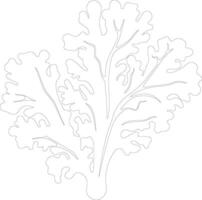 kale  outline silhouette vector