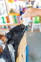 Feeding milk to a goatling in contact zoo in Thailand photo