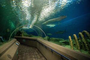 Pattaya, Thailand - December 26, 2023 Aquatic tunnel in the Underwater World in Pattaya, Thailand photo