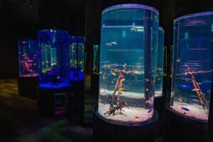 Pattaya, Thailand - December 26, 2023 Interior with aquariums of the Underwater World in Pattaya, Thailand photo
