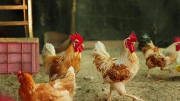 gallos corriendo alrededor un paddock en un asiático pueblo video