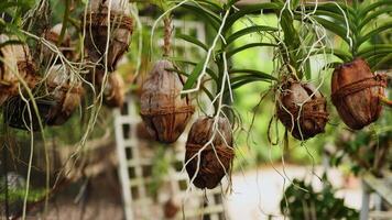 estufa com verde plantas dentro a Maldivas video