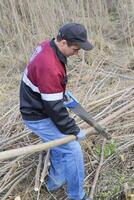 man saws sawing tree branch. Wood sawing with a hand saw. photo