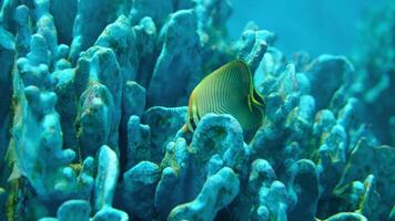 Sea fish swimming in a sea fish tank video