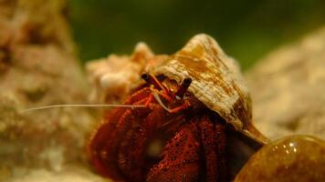 il mare Granchi quello vivere nel il mollusco siamo in movimento. video