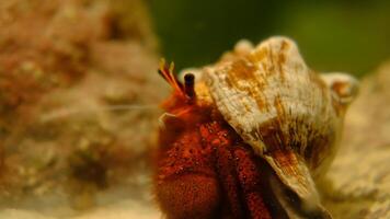 il mare Granchi quello vivere nel il mollusco siamo in movimento. video