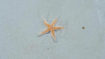 stella marina a il spiaggia, chiaro acqua video