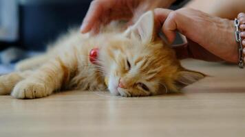 Cute orange kitten lounging on the bed. video