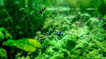 School of Nemo fish in a marine aquarium arranged with water plants and rocks. video