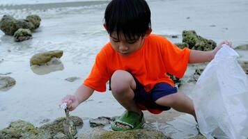 Little Asian boy catches crabs on the sea beach video