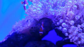 school- van nemo vis in een marinier aquarium geregeld met water planten en rotsen. video