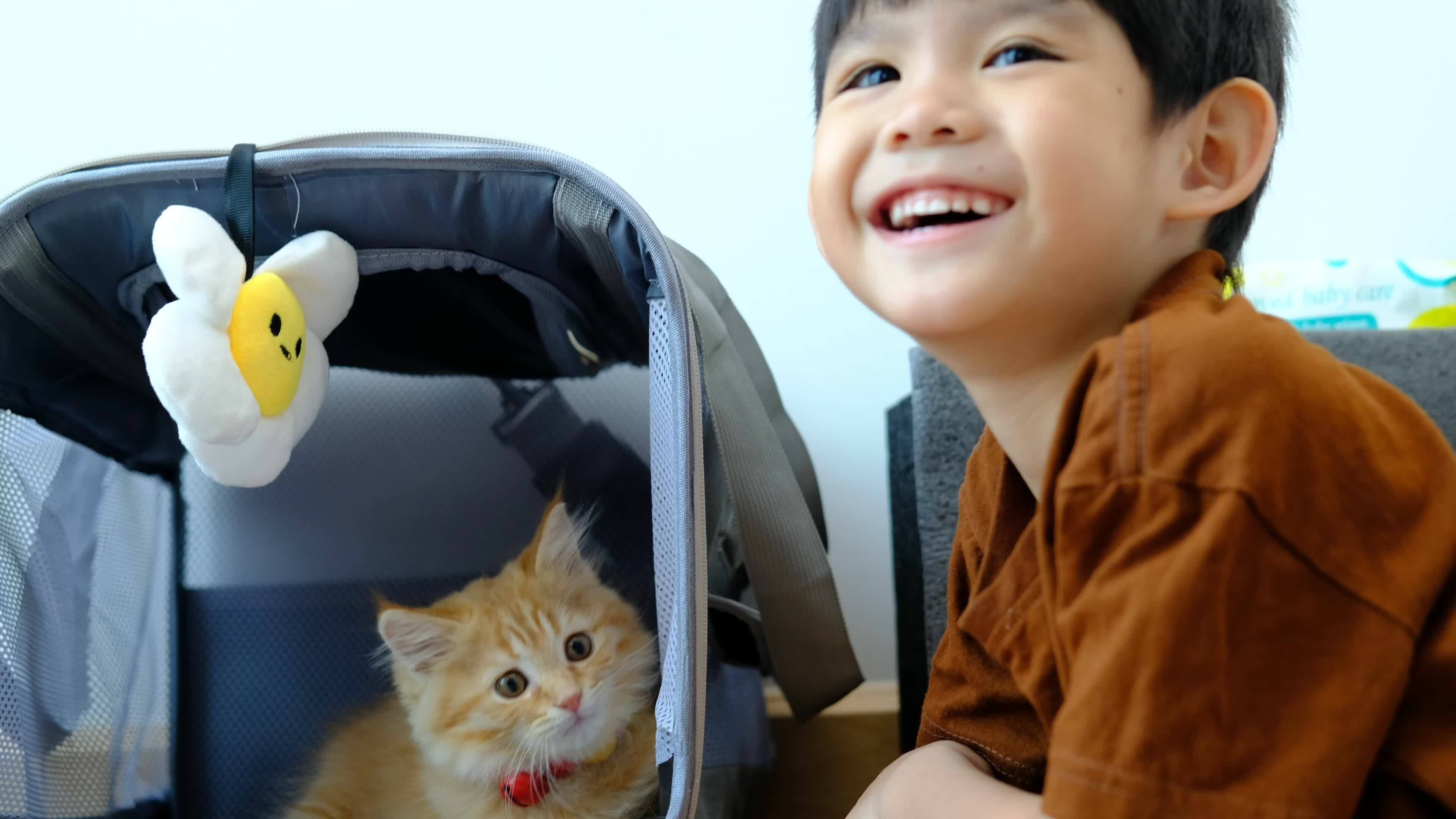 cat-carrier-stock-video-footage-for-free-download