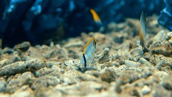 mer poisson nager dans une mer poisson réservoir video