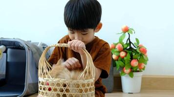 un pequeño asiático chico cariñosamente sostiene un naranja gatito. video