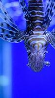 Sea lion fish swimming in a marine aquarium. video