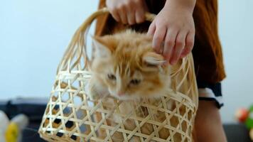 un linda naranja gatito salones en un bambú cesta. video