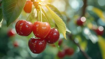 AI generated Beautiful juicy ripe cherry hang on a branch in the summer garden photo