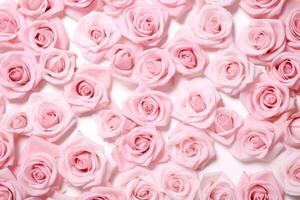 AI generated pink roses on a white background rose background photo