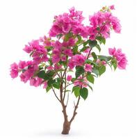 AI generated Pink Bougainvillea plants isolated photo