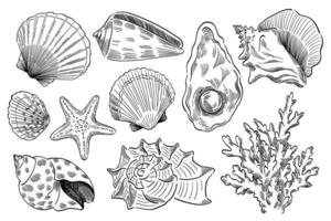 garabatear estilo mano dibujado conchas marinas vector