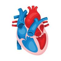 Isolated realistic human heart vector illustration graphic template