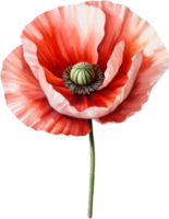 ai généré aquarelle La peinture de coquelicot fleurs. png